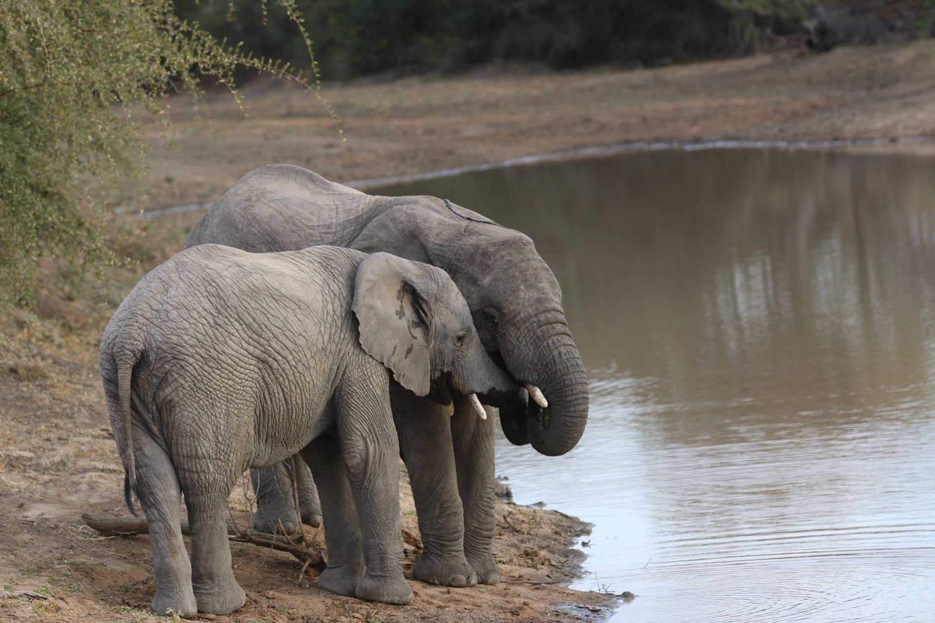 Elephants at Waterhole in Addo