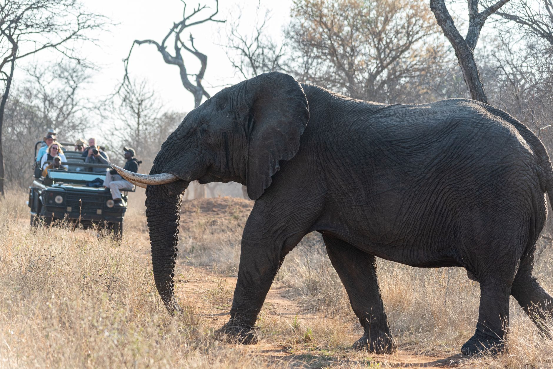 Safari Vehicle Viewing Elephants in Addo