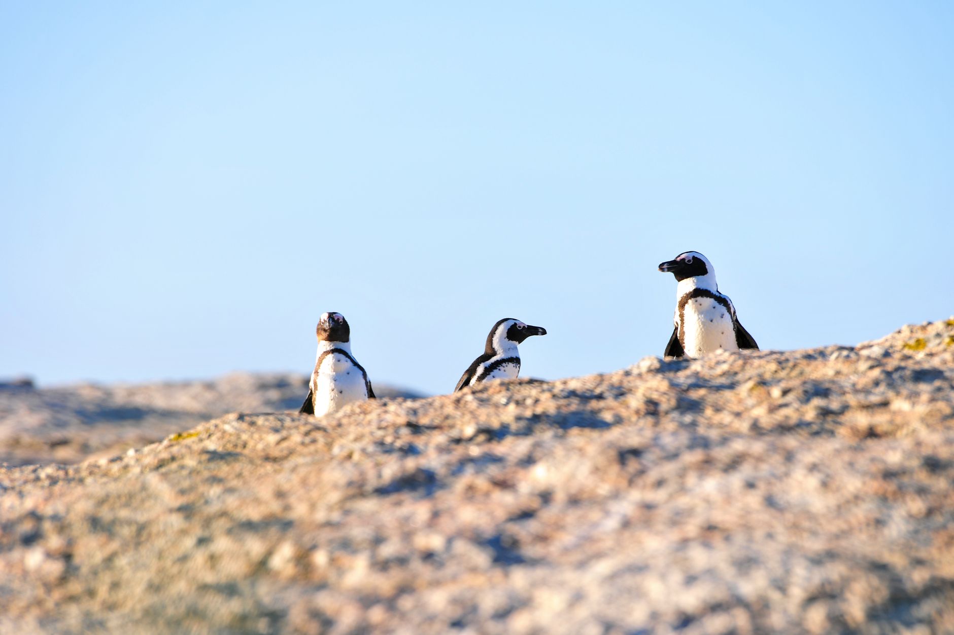 Penguin Boardwalk at Foxy Beach