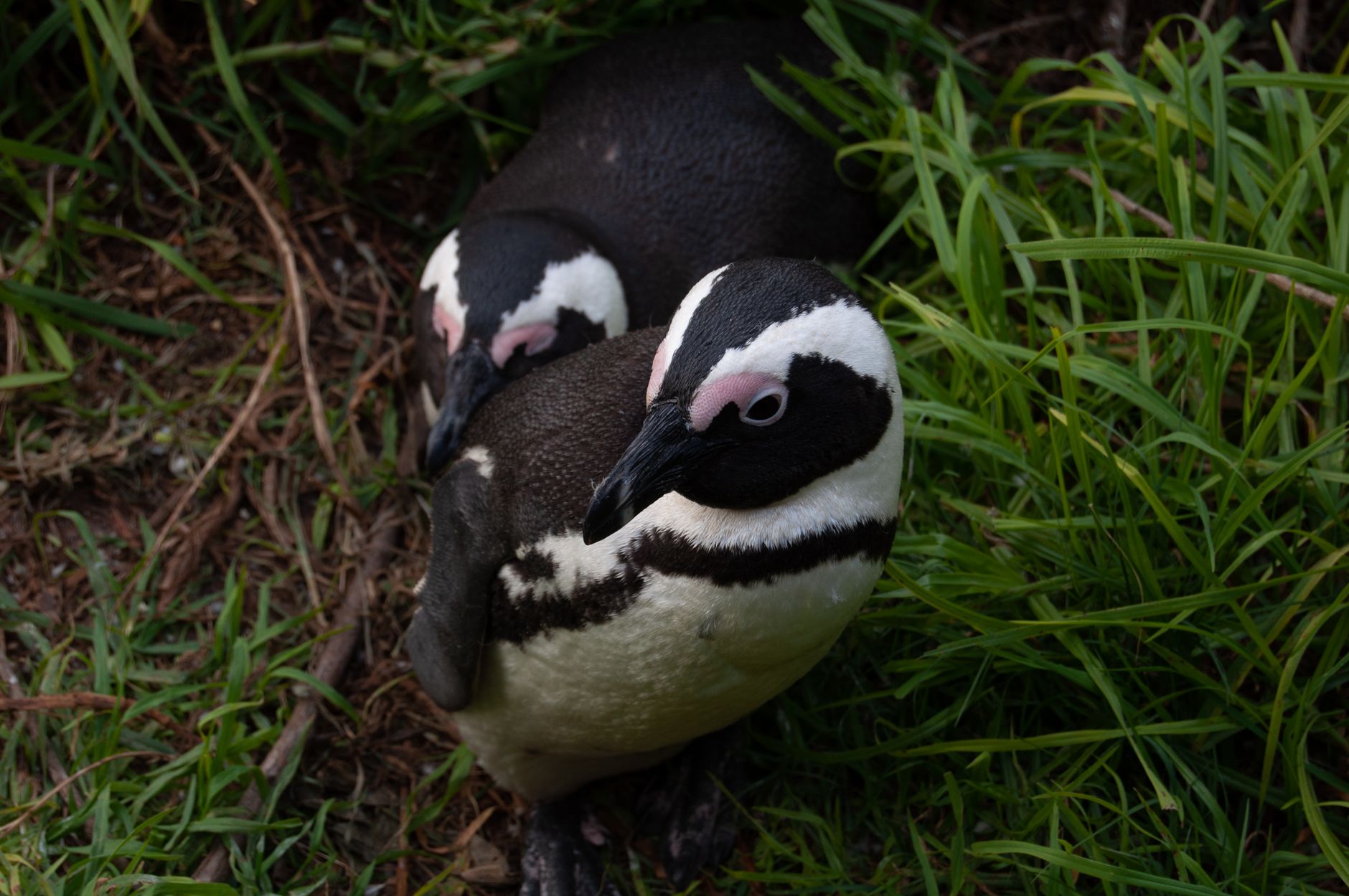 African Penguins at Boulders Beach