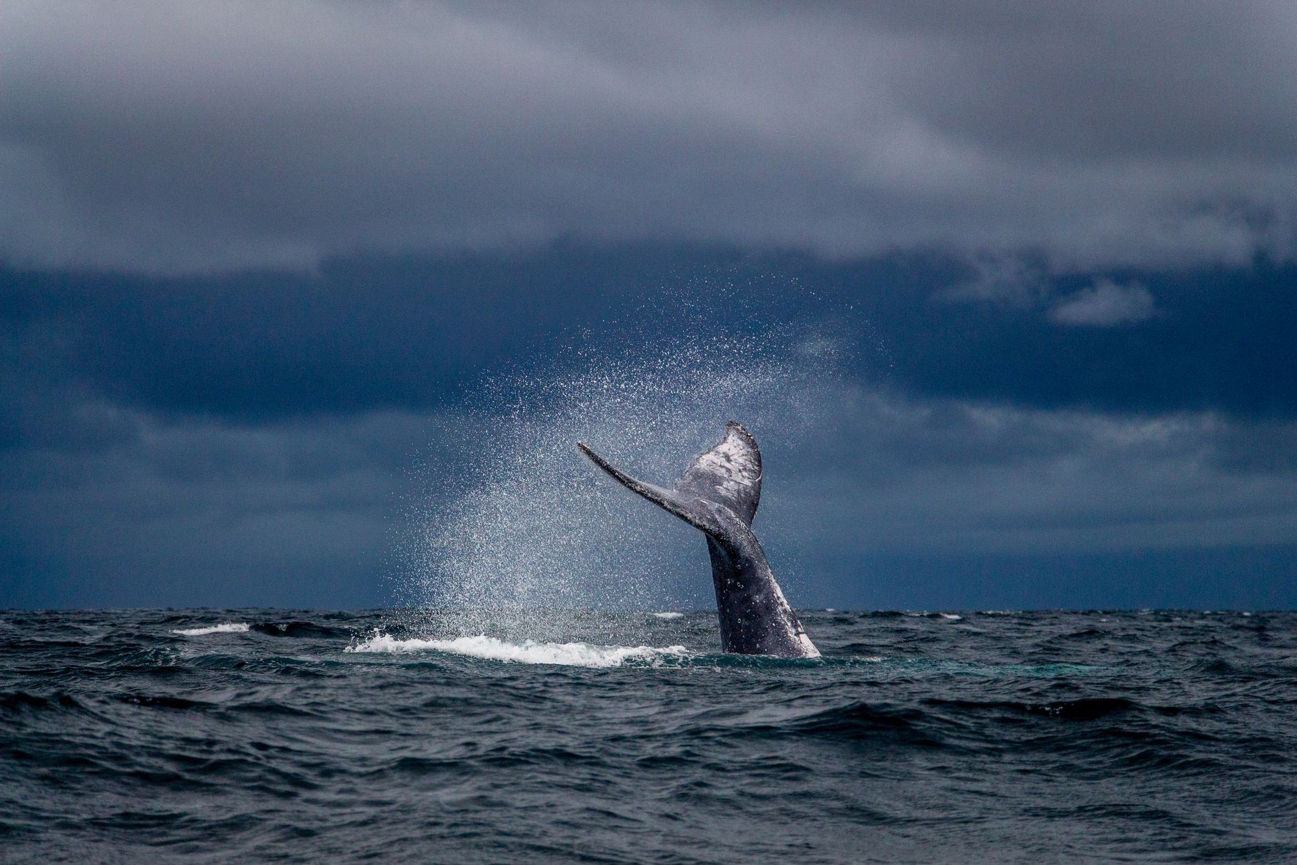 Whale Breaching in Ocean