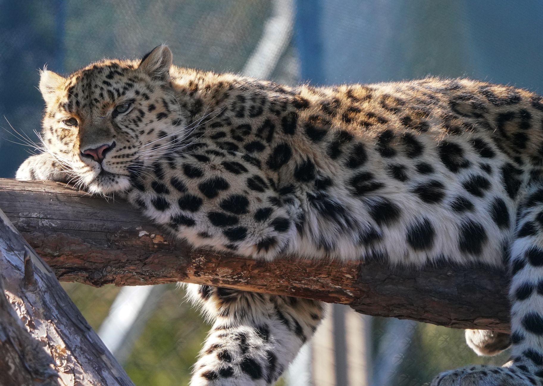 Leopard in Tree at Kruger National Park
