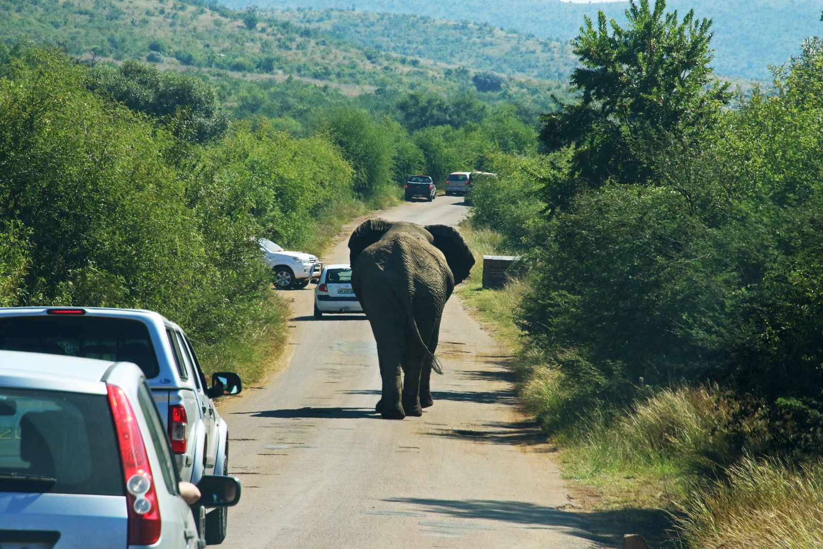 Kør-selv-safari i sydafrikansk nationalpark med elefant